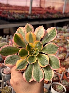 Aeonium sunburst M