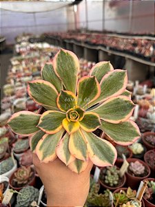 Aeonium sunburst M