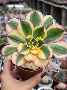 Aeonium sunburst M