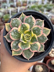 Aeonium sunburst M
