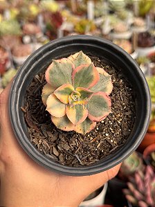 Aeonium sunburst