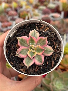 Aeonium sunburst P