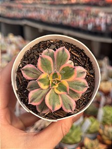 Aeonium sunburst