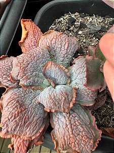 Echeveria B003