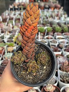 Haworthia pumila