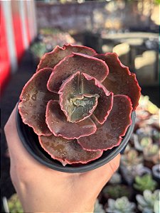 Echeveria nikita