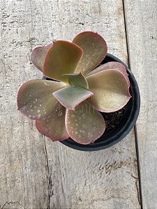 Echeveria Nikita (sem raiz)
