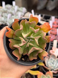 Echeveria dark vader