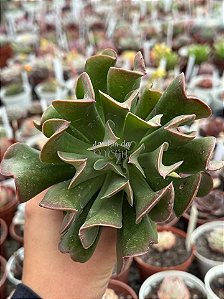 Echeveria dark vader