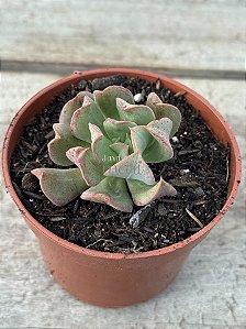 Echeveria dark vader