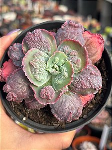 Echeveria midway