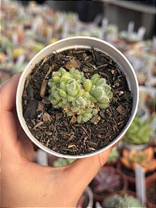 Sedum mocinianum