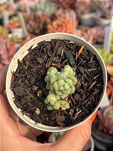 Sedum mocinianum