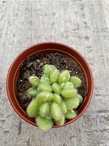 Sedum mocinianum