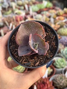 Echeveria pharaoh gorditta variegata (sem raiz)