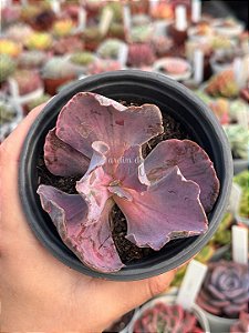 Echeveria pharaoh gorditta variegata (sem raiz)