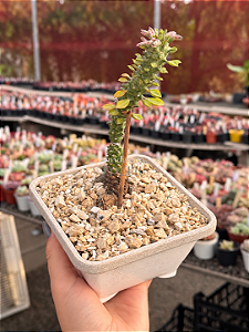 Euphorbia monadenium ritchiei