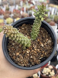 Euphorbia monadenium ritchiei