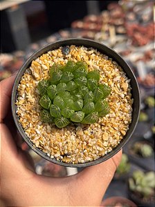 Haworthia cooperi picturata