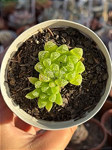 Haworthia cooperi picturata