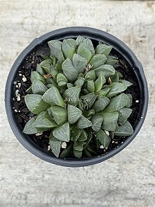 Haworthia retusa