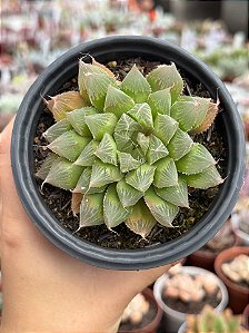 Haworthia cooperi var. pilifera