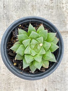 Haworthia cooperi var. pilifera