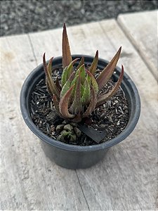 Haworthia ref 06