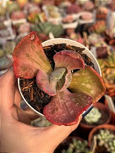 Echeveria red regis variegata (sem raiz)