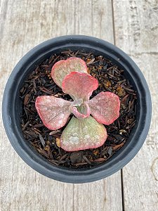 Echeveria red regis variegata (sem raiz)