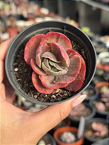 Echeveria red regis variegata