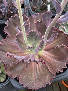 Echeveria neew 9
