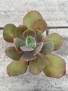 Echeveria Nei (híbrida de semente)