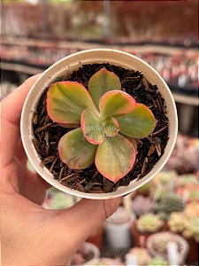 Echeveria sangue de boi variegata