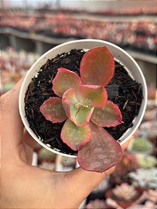 Echeveria sangue de boi variegata