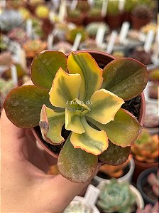 Echeveria sangue de boi