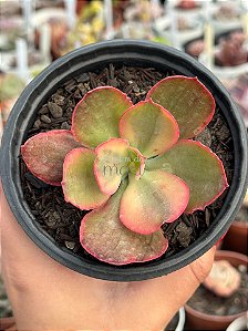 Echeveria sangue de boi (sem raiz)