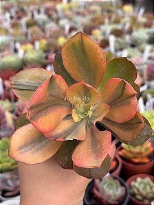 Echeveria sangue de boi