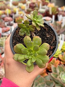 Aeonium occidentale