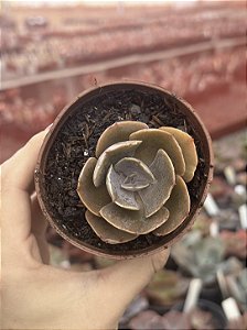 Echeveria nébula