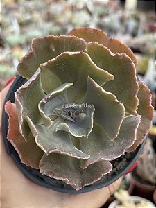 Echeveria nébula