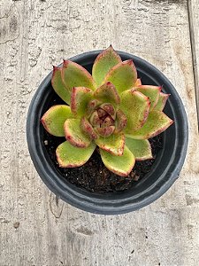 Echeveria agavoides blood maria