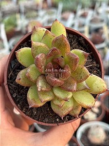 Echeveria agavoides blood maria