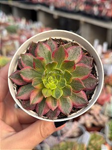 Aeonium halloween variegata