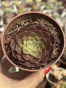 Aeonium halloween variegata (sem raiz)