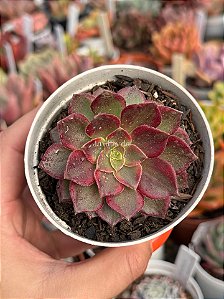 Aeonium halloween variegata