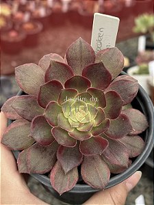 Aeonium halloween variegata