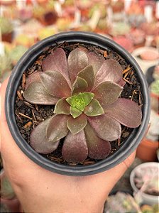 Aeonium rose (sem raiz)
