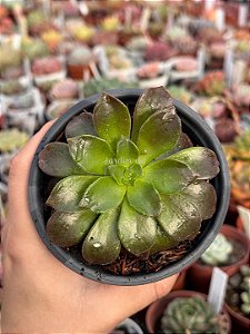 Aeonium rose (sem raiz)