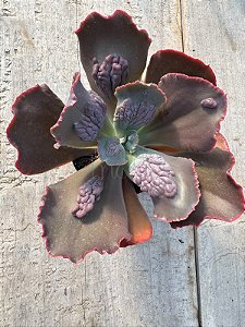 Echeveria momordica charanthia G ( sem raiz)